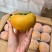 陕西阳丰脆柿，脆甜多汁