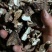 野生杨树蘑地扣土豆蘑新货切片水洗蘑菇一手充足货源