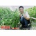 萧研新椒满树辣椒种子香辣二荆条细长羊角椒种籽长条椒顺直味