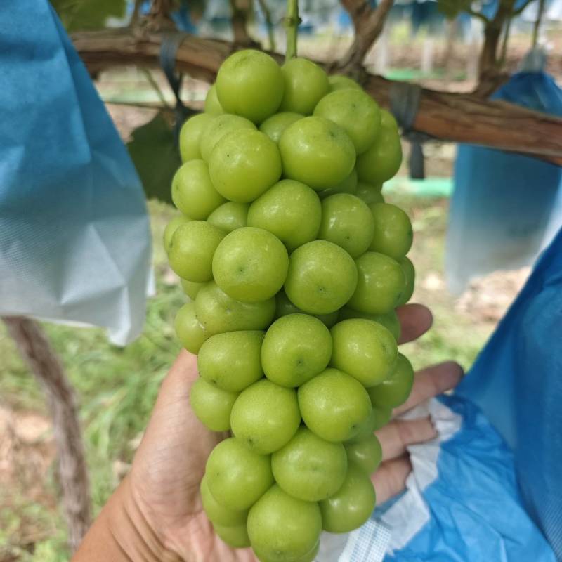 阳光玫瑰大量有货