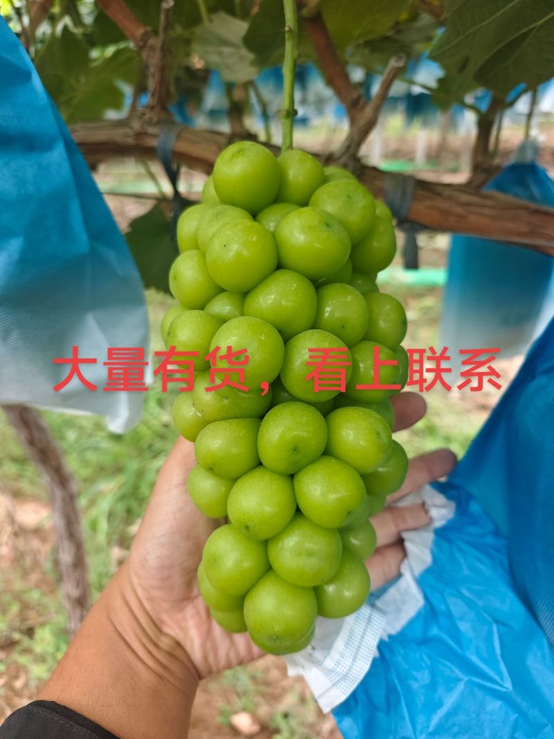 阳光玫瑰大量有货