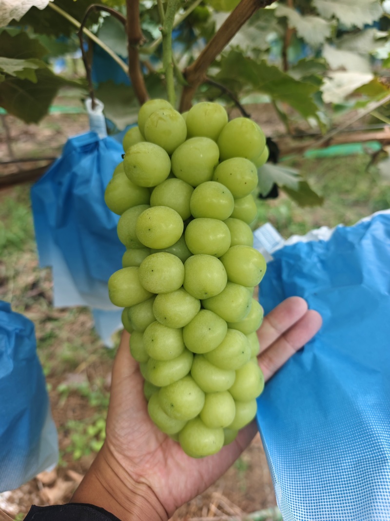 阳光玫瑰大量有货