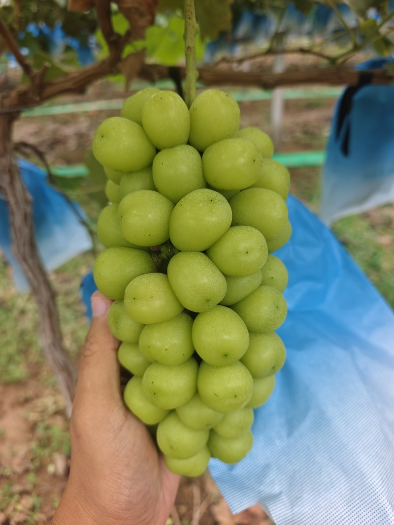 阳光玫瑰大量有货