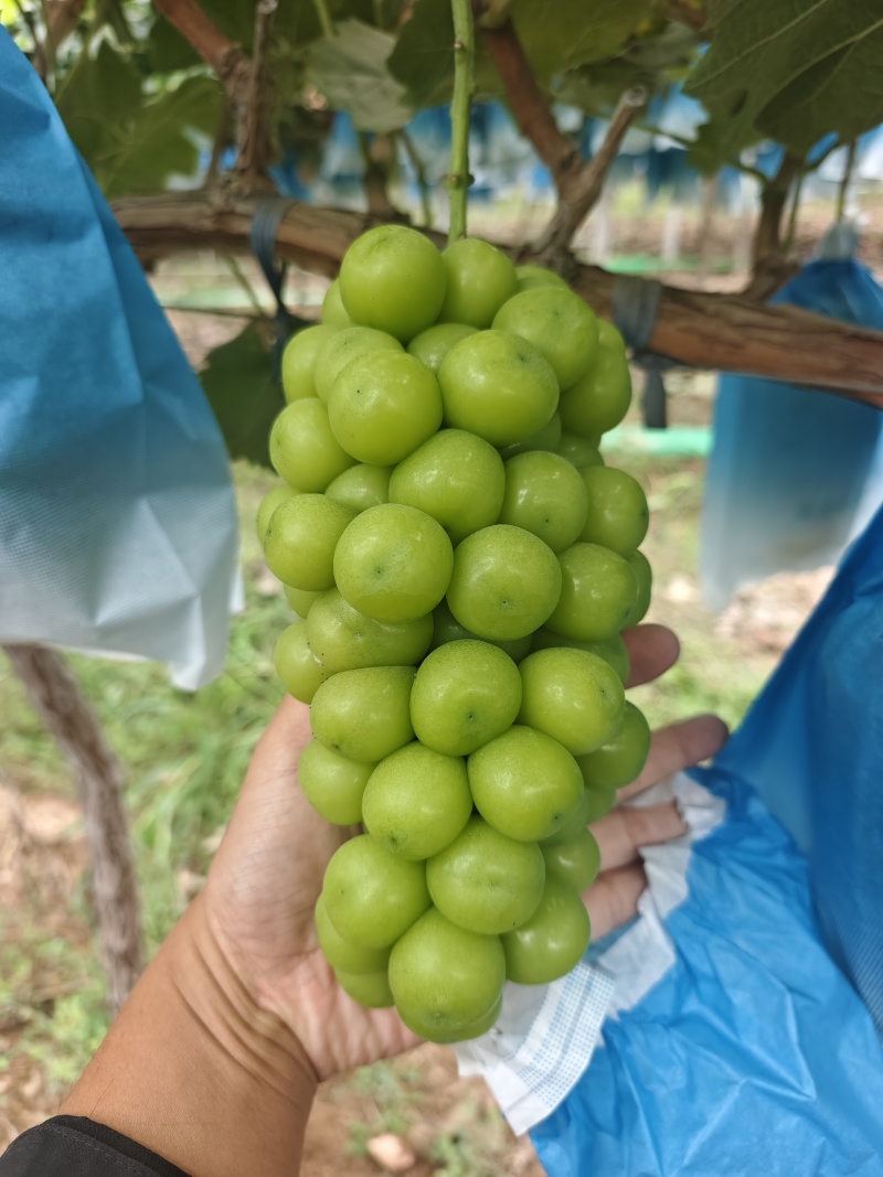 阳光玫瑰大量有货