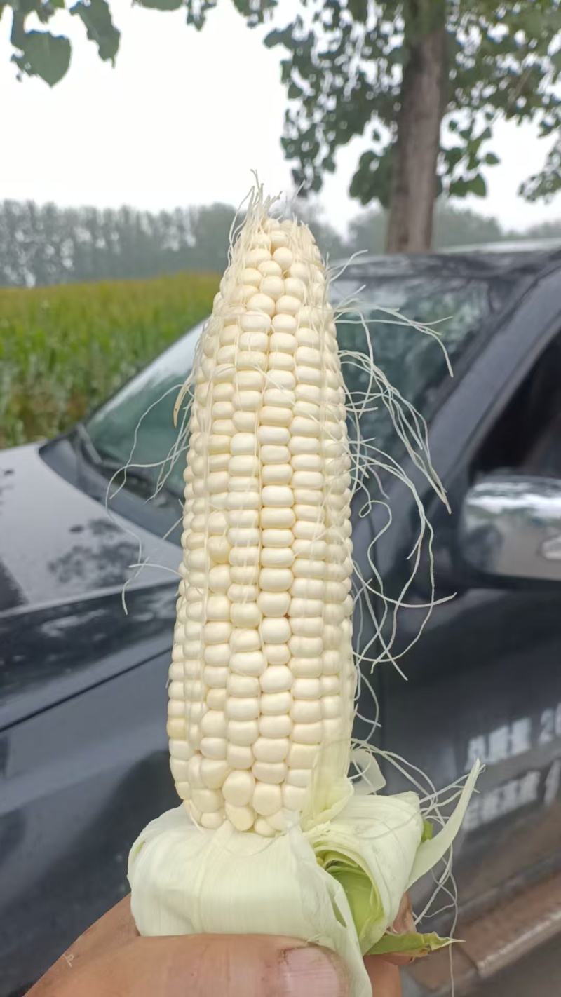 白甜糯玉米