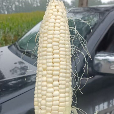 白甜糯玉米