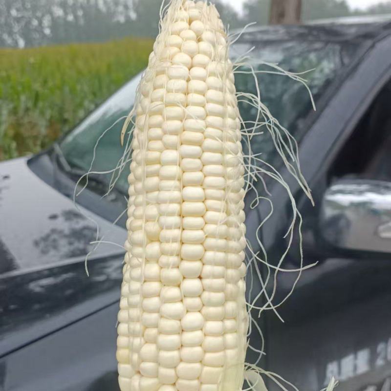 白甜糯玉米