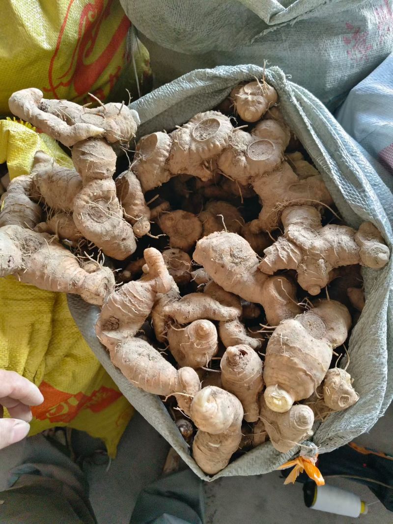 黄精牙头出售姜型野生黄精常年可供应量大从优质量保证