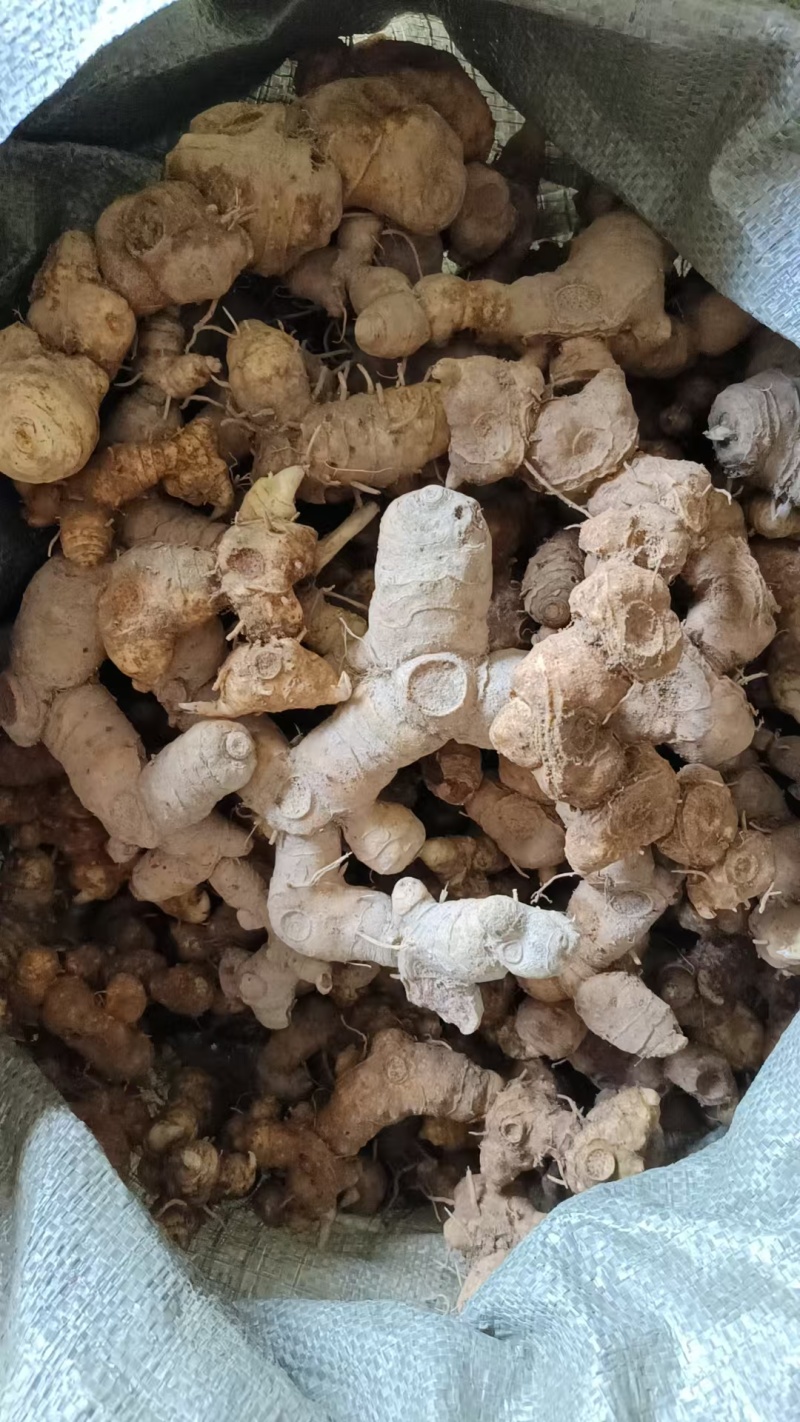 黄精牙头出售姜型野生黄精常年可供应量大从优质量保证