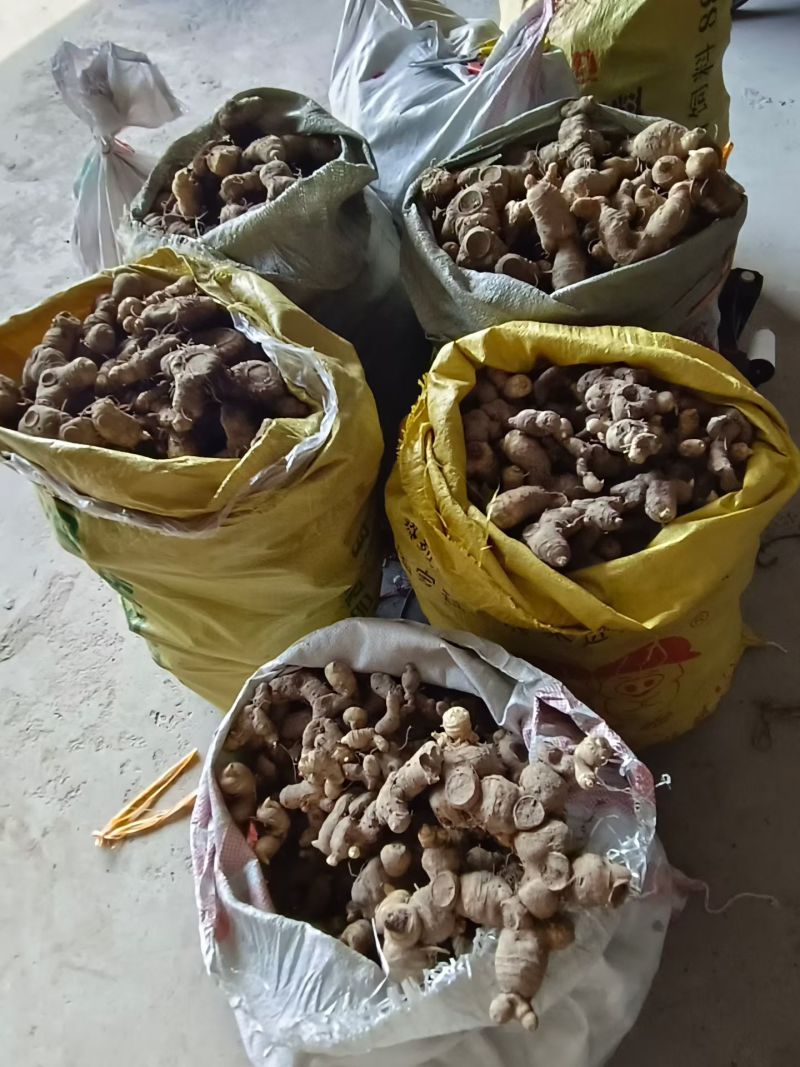黄精牙头出售姜型野生黄精常年可供应量大从优质量保证