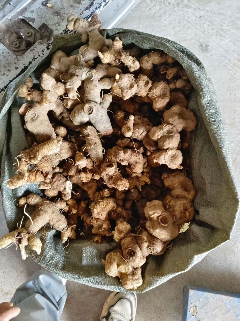 黄精牙头出售姜型野生黄精常年可供应量大从优质量保证