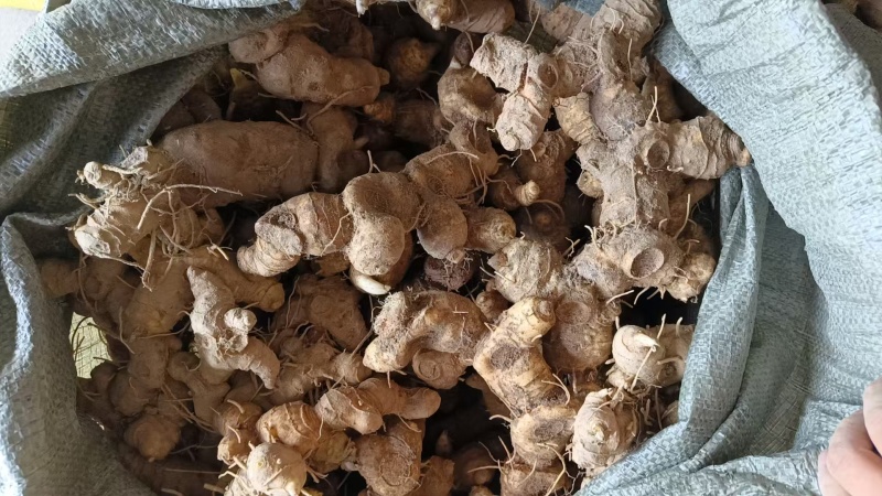 黄精牙头出售姜型野生黄精常年可供应量大从优质量保证