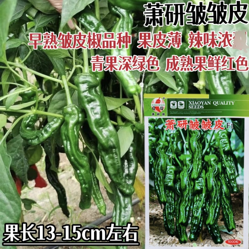 皱皮辣椒种子安徽萧研种业薄皮香辣早熟羊角椒皱皮椒种籽