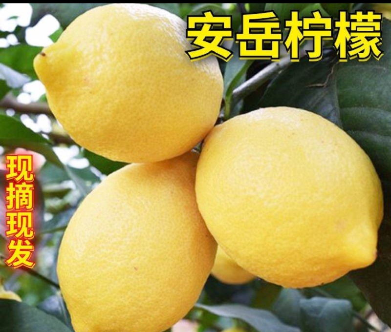 安岳柠檬，产地直供，货真价实！合作共䊨！