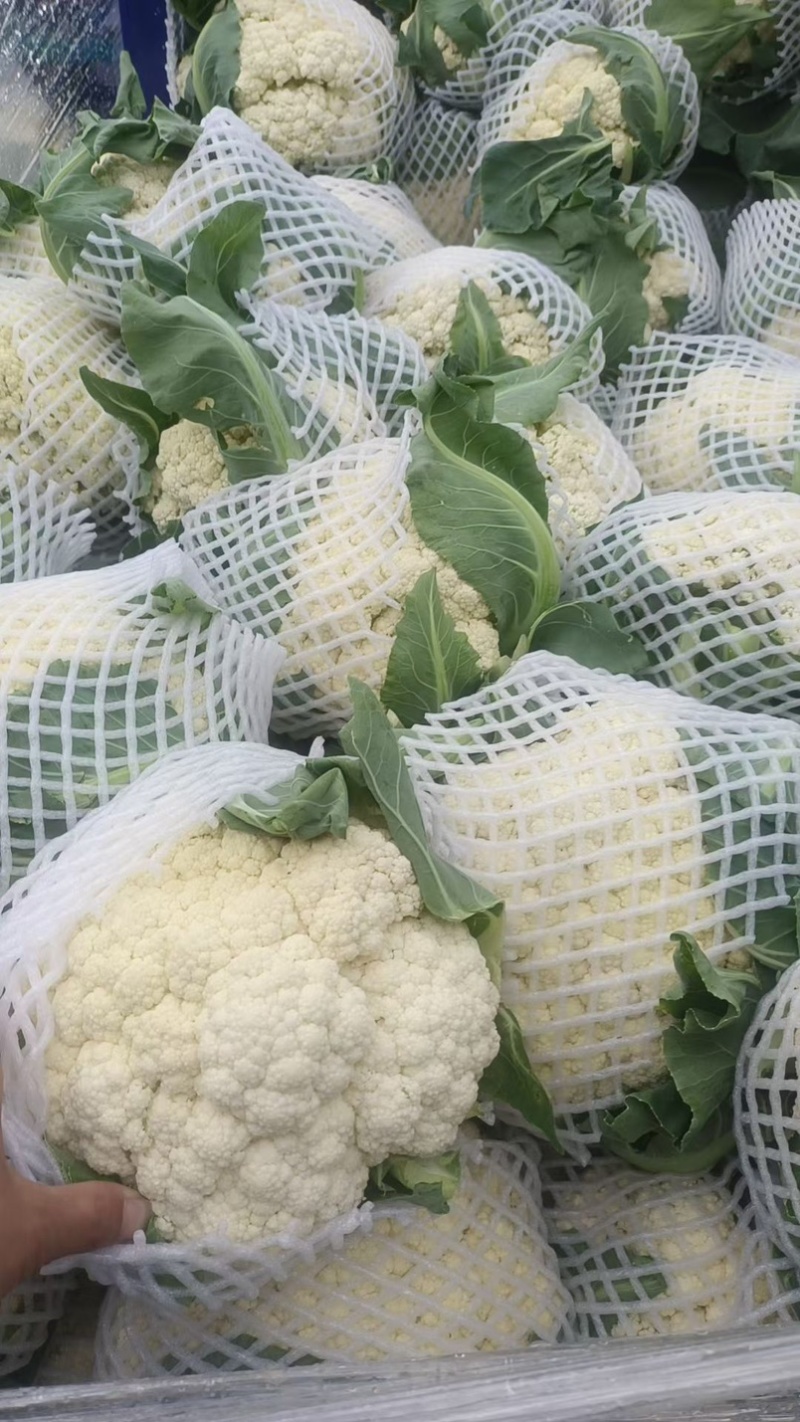 开封精品有机花菜白面青梗松花菜质量保证全国发货价格低