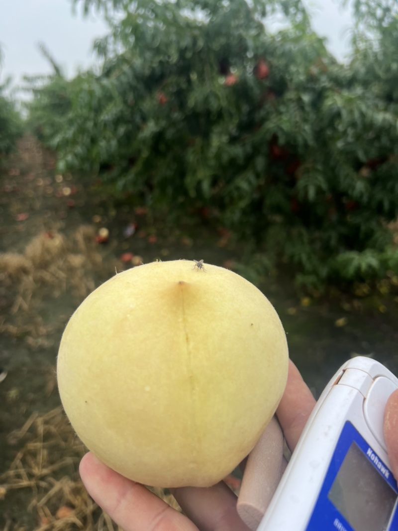 江苏白桃，大量接单产地直发量大从优欢迎来电