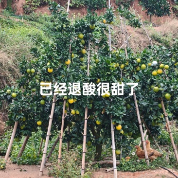 江西赣南脐橙，果园直采，欢迎预订，价格好说