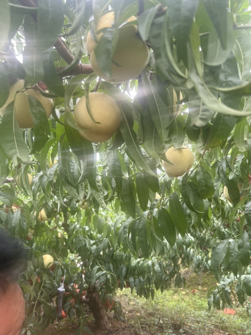 江苏白桃，大量接单产地直发量大从优欢迎来电