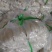 山药粉条山药粉条/量大从优/诚信经营产地直发
