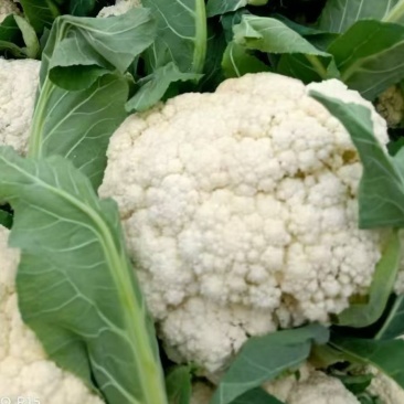 开封菜花菜花大量上市价格便宜市场批发食堂价格优惠