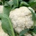 开封菜花菜花大量上市价格便宜市场批发食堂价格优惠
