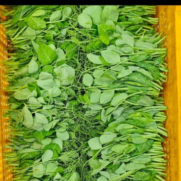 豌豆尖大量出货中，日供应量万+，有需求的老板来谈，长年供
