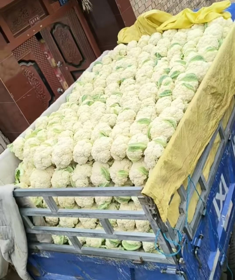 开封菜花菜花大量上市价格便宜市场批发食堂价格优惠