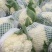 开封菜花菜花大量上市价格便宜市场批发食堂价格优惠