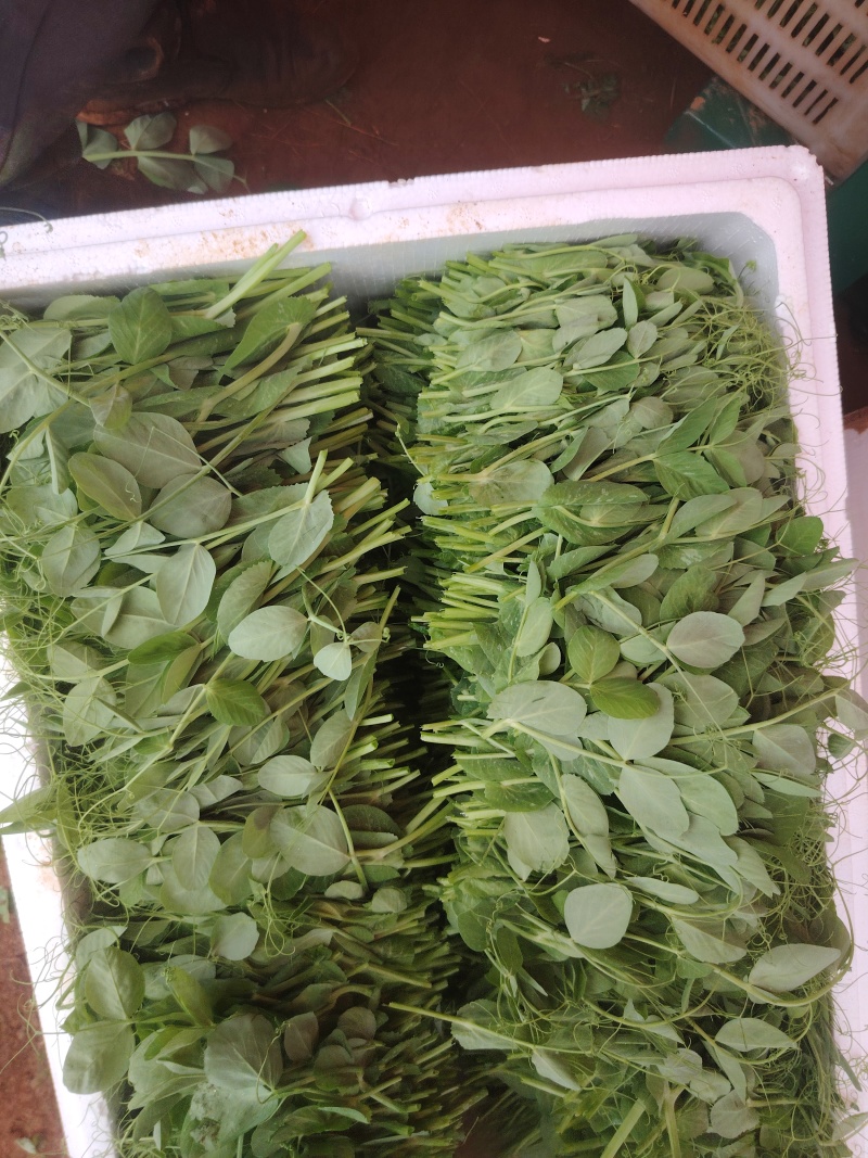 豌豆尖大量出货中，日供应量万+，有需求的老板来谈，长年供