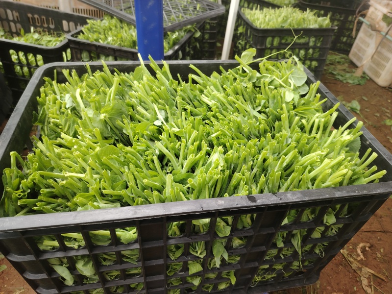 豌豆尖大量出货中，日供应量万+，有需求的老板来谈，长年供