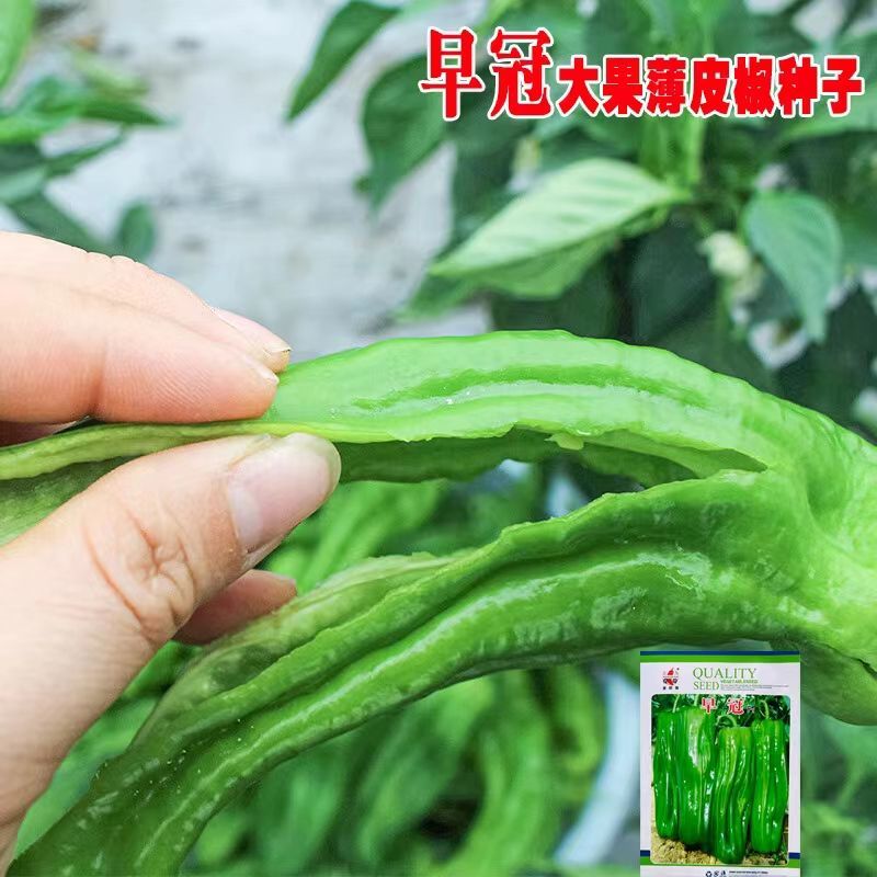 萧研早冠青椒种子早熟长灯笼薄皮泡椒种子辣椒种籽春夏秋