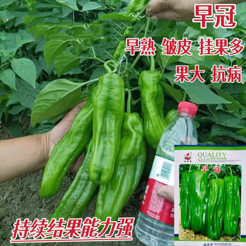 萧研早冠青椒种子早熟长灯笼薄皮泡椒种子辣椒种籽春夏秋