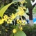 优质桂花7.8元每斤大量上市