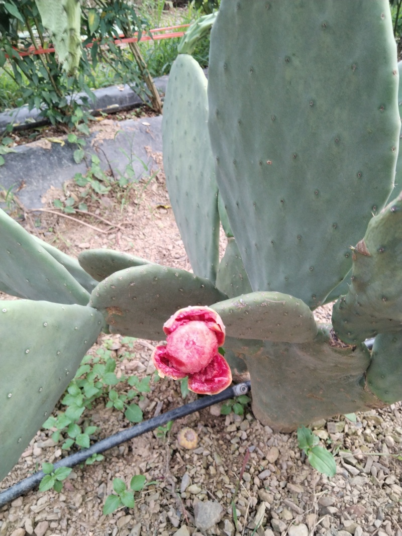 有要种植云钻红果的联系现在便宜处理一批叶片