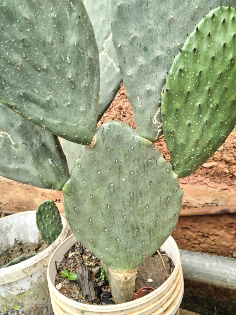 有要种植云钻红果的联系现在便宜处理一批叶片