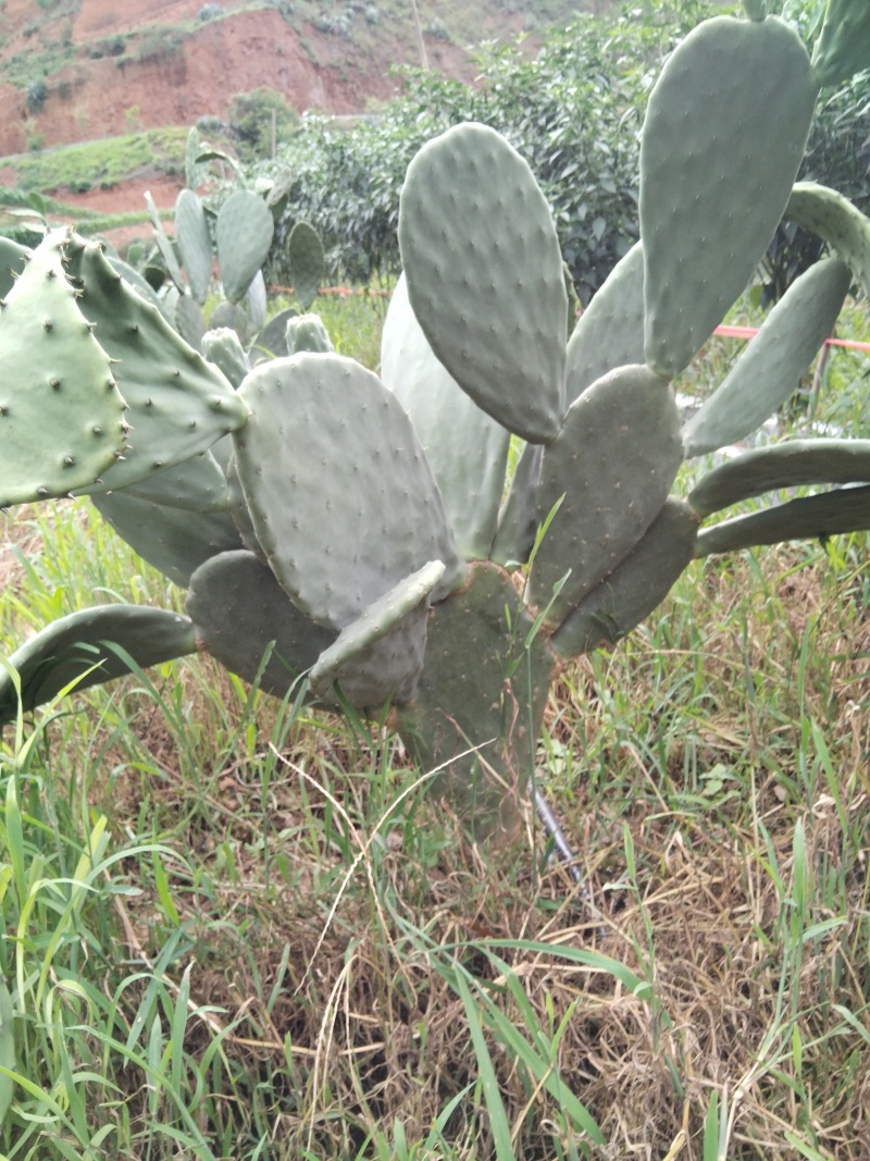 有要种植云钻红果的联系现在便宜处理一批叶片