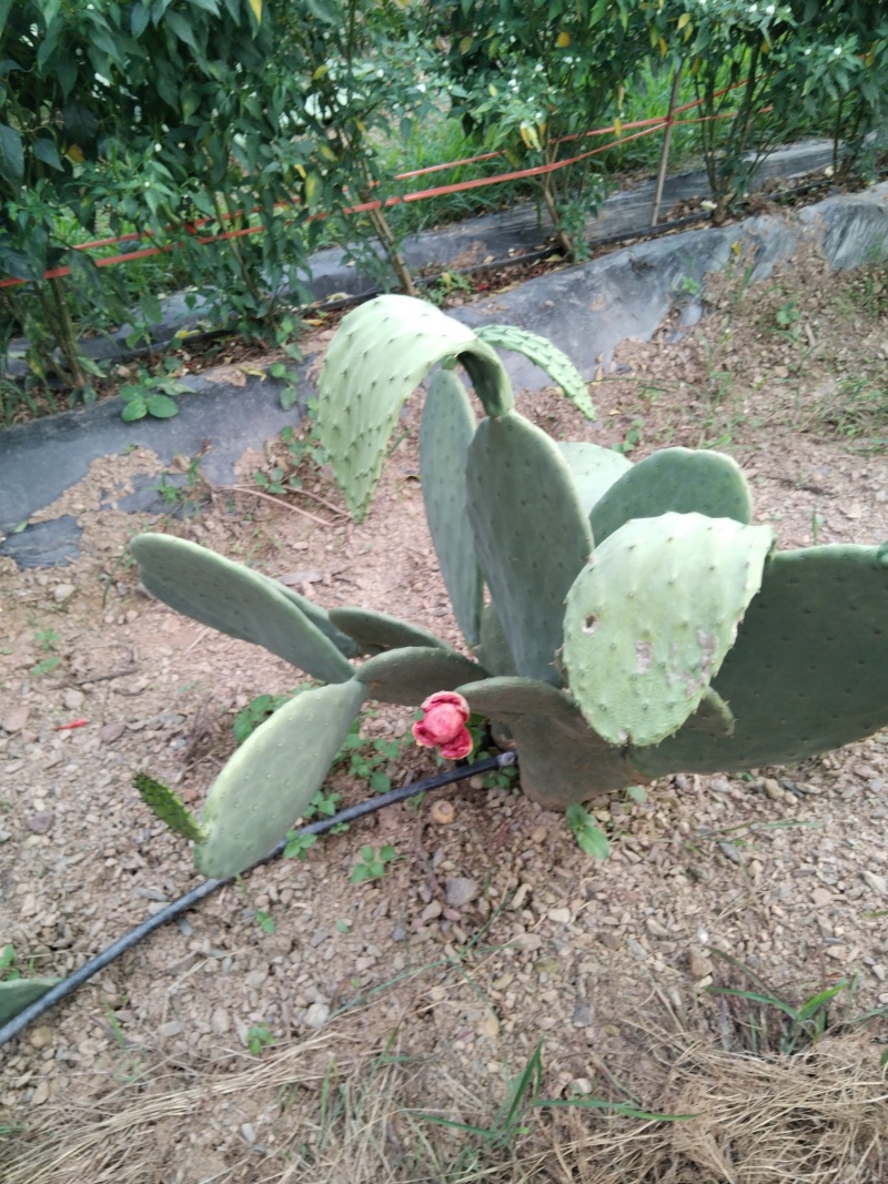 有要种植云钻红果的联系现在便宜处理一批叶片