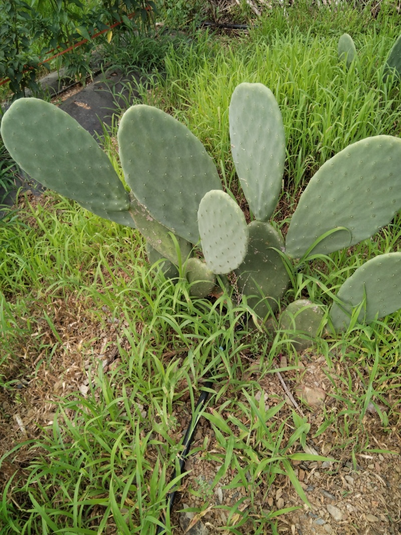 有要种植云钻红果的联系现在便宜处理一批叶片