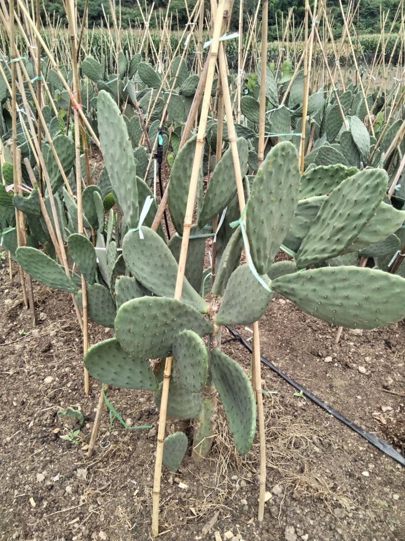 有要种植云钻红果的联系现在便宜处理一批叶片