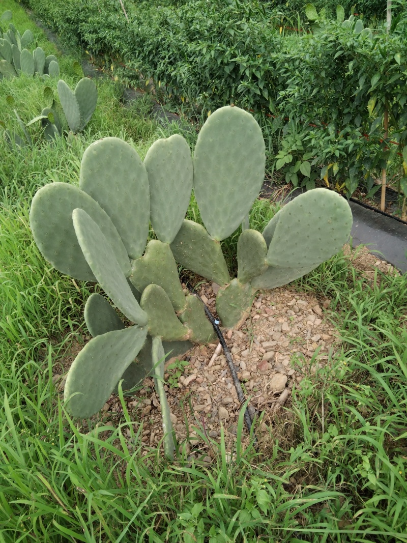 有要种植云钻红果的联系现在便宜处理一批叶片
