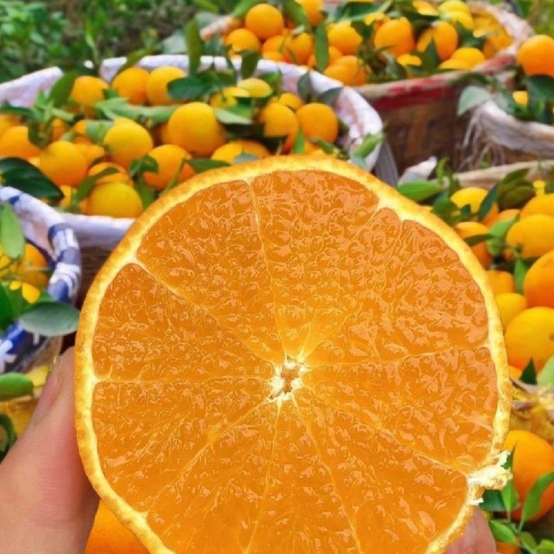 湖北爱媛橙甘甜化渣产地直供价格实惠欢迎联