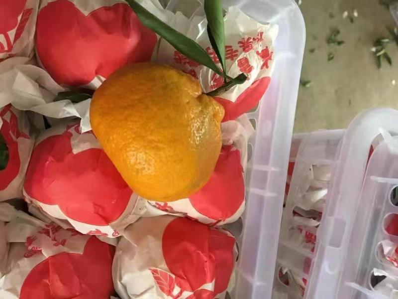 四川正宗耙耙柑电商一件发货抖音～拼多多24小时揽收发货