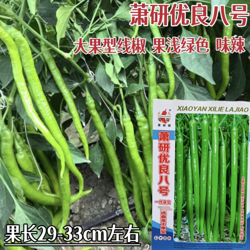 萧研优良八号线椒种籽加长八号线椒种子香辣产量高辣椒种子