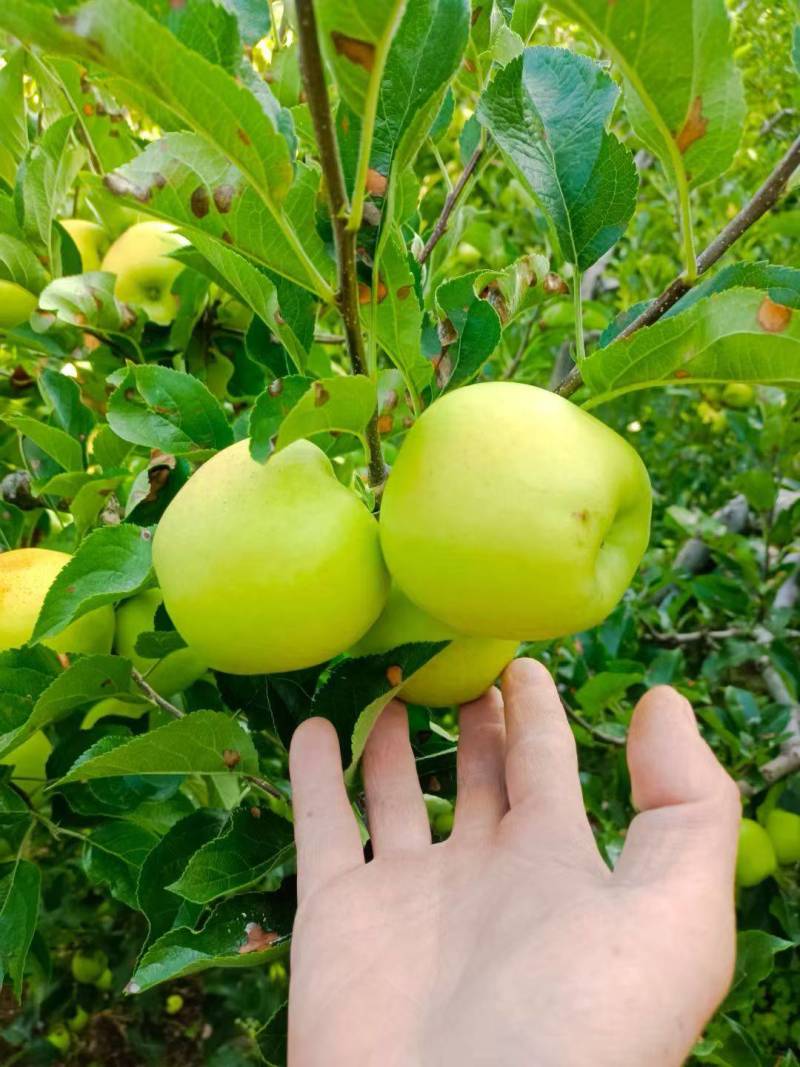 自家青苹果