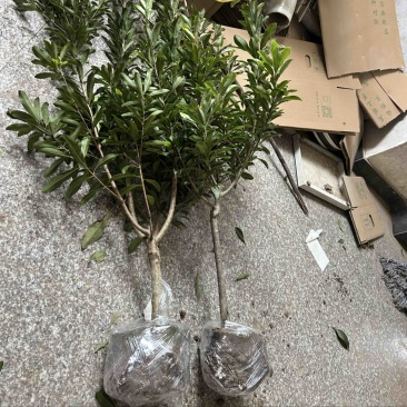 永冠东魁黑炭杨梅苗杨梅树苗浙江发货基地直发