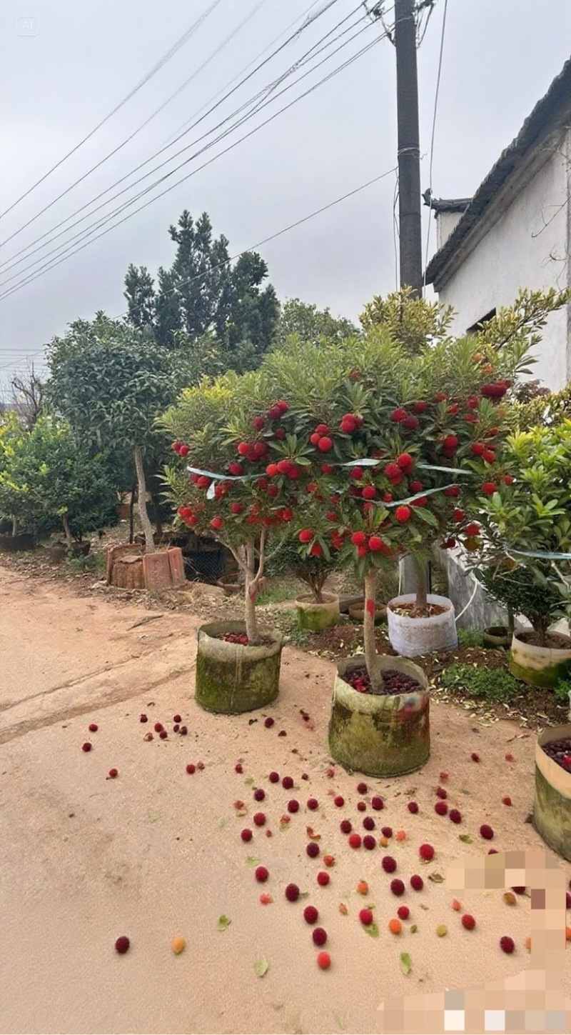 永冠东魁黑炭杨梅苗杨梅树苗浙江发货基地直发