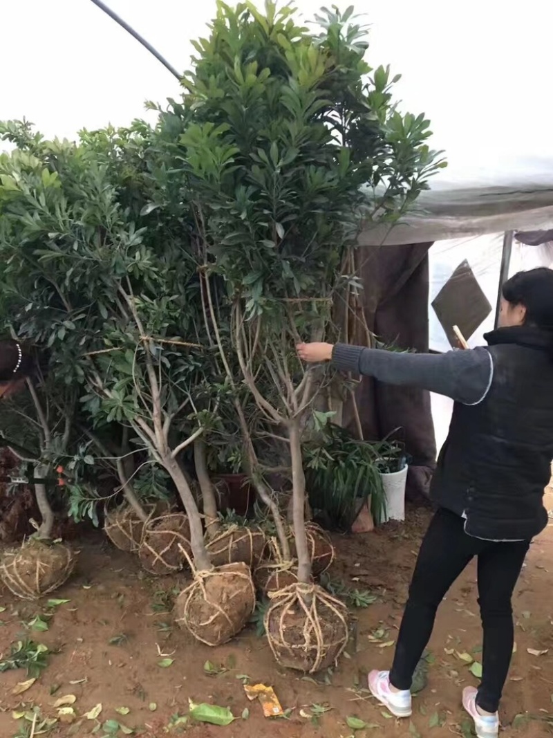 永冠东魁黑炭杨梅苗杨梅树苗浙江发货基地直发