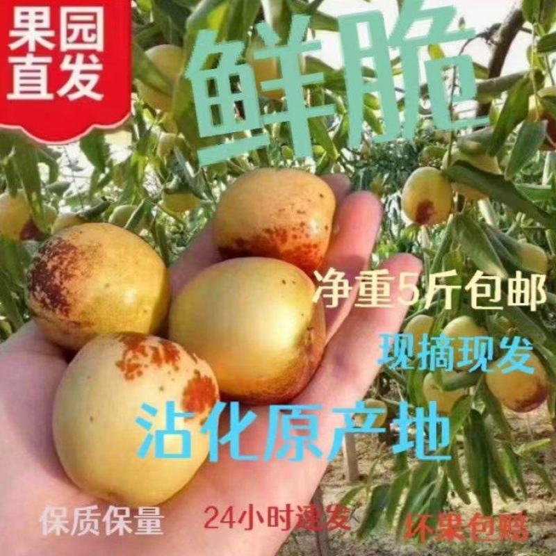 沾化冬枣果园直发脆甜现摘现发五斤装
