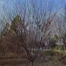 苗圃大量出售5-12公分红叶碧桃