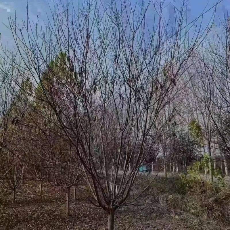 苗圃大量出售5-12公分红叶碧桃